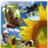 Camping le Rêve