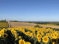 Le Petit Chenac (Gîtes en B&B)